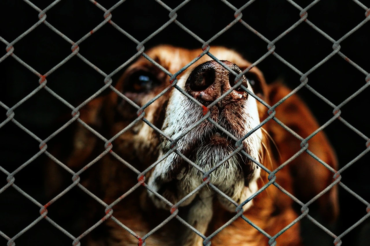 Das Tierheim Bensheim bietet ein Zuhause für Tiere in Not und unterstützt sozial benachteiligte Tierhalter mit tierärztlichen Behandlungen.