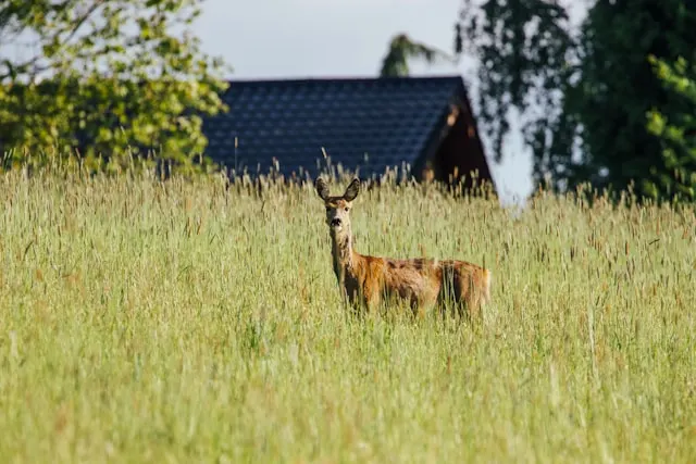 Wildtiere Bensheim: Infos zu heimischen Wildtieren, Hilfe bei Verletzungen & Naturschutz in Bensheim