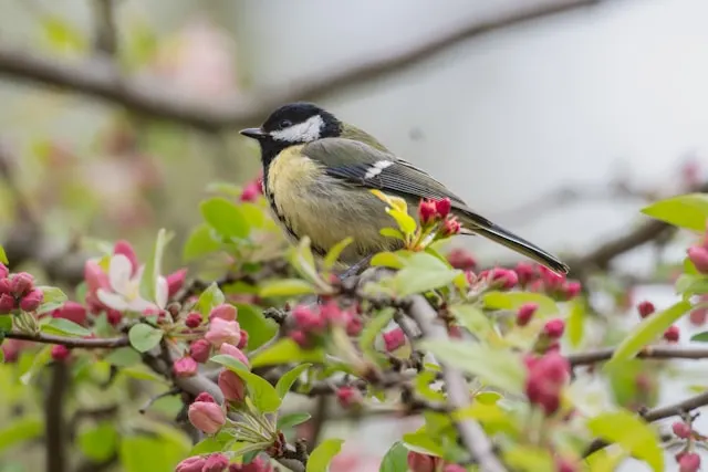 Wo in Bensheim Vögel beobachten? Entdecken Sie die besten Plätze für Vogelbeobachtung rund um Bensheim und erlebe die heimische Vogelwelt.